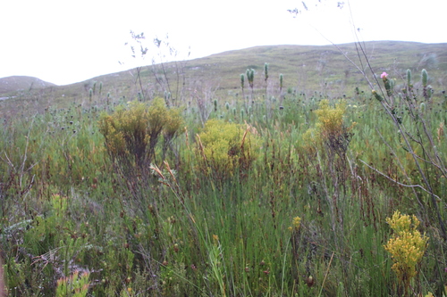 Image of Thesium quinqueflorum by (c) Tony Rebelo, some rights reserved (CC BY-SA)