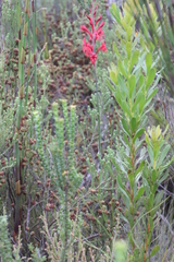 Tritoniopsis pulchra