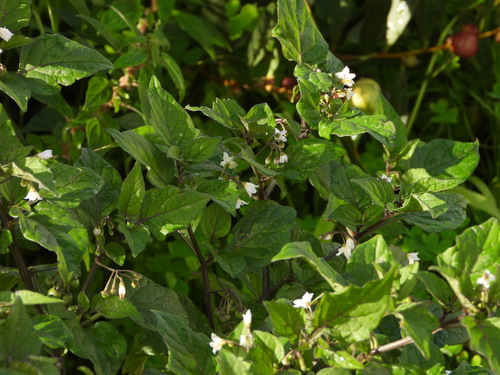 Solanum nigrum