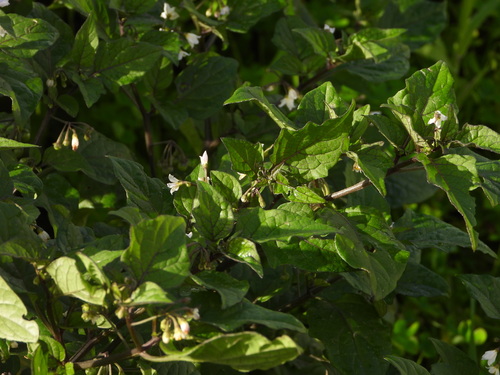 Solanum nigrum