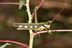 Aeolacris octomaculata