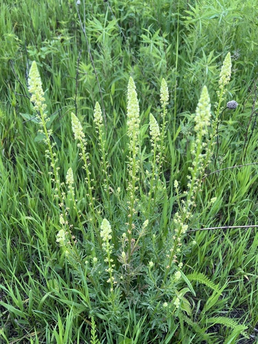 Reseda lutea iNat (1)