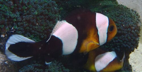 Brownsaddle clownfish (Amphiprion polymnus) — Pomacentridae