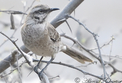 Mimus longicaudatus
