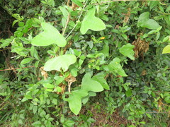 Passiflora hastifolia