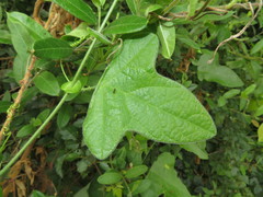 Passiflora hastifolia