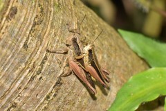 Orphulella concinnula