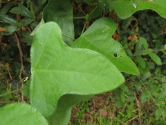 Passiflora hastifolia