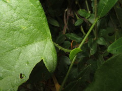 Passiflora hastifolia