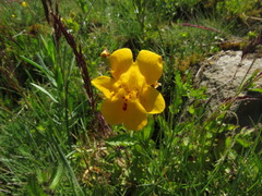 Erythranthe lutea