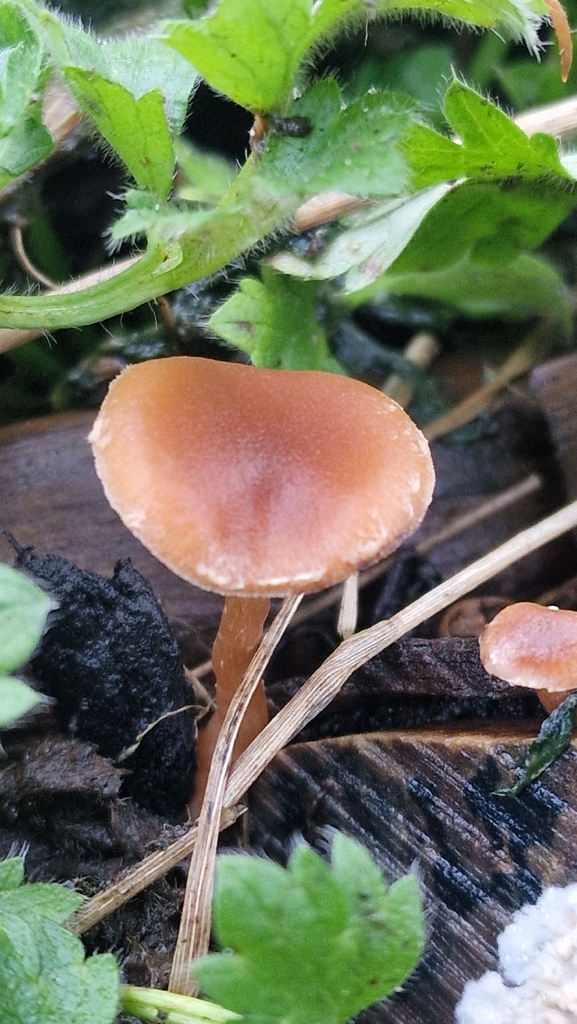 Tubaria furfuracea · February 2026 · photo: © fungiary (iNaturalist, cc0)