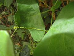 Passiflora hastifolia