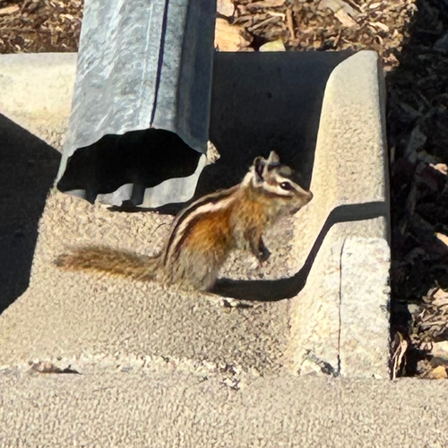 Least Chipmunk observed by mitchell_decker
