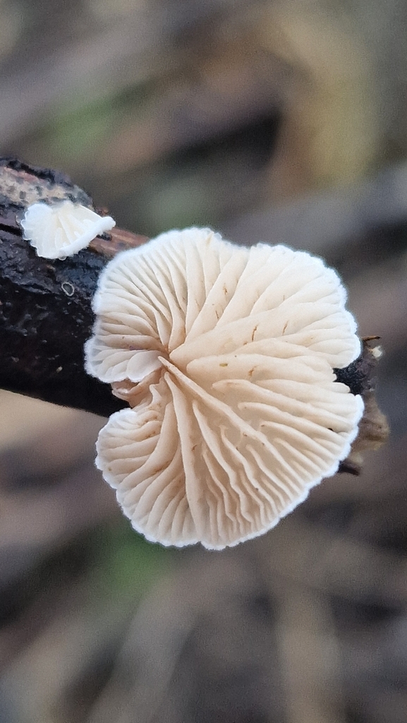 Crepidotus · February 2026 · photo: © fungiary (iNaturalist, cc0)