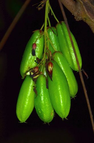 Averrhoa bilimbi