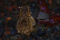 Ingerophrynus galeatus
