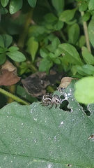 Aphirape misionensis