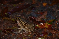 Ingerophrynus galeatus