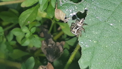 Aphirape misionensis