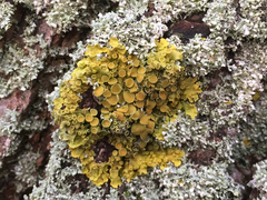 Xanthoria parietina