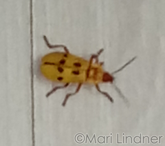 Chauliognathus octomaculatus