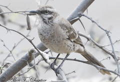 Mimus longicaudatus