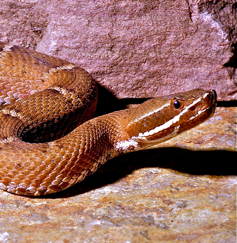 Ridge-nosed Rattlesnake