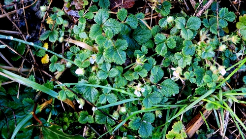 Foto de Potentilla sterilis