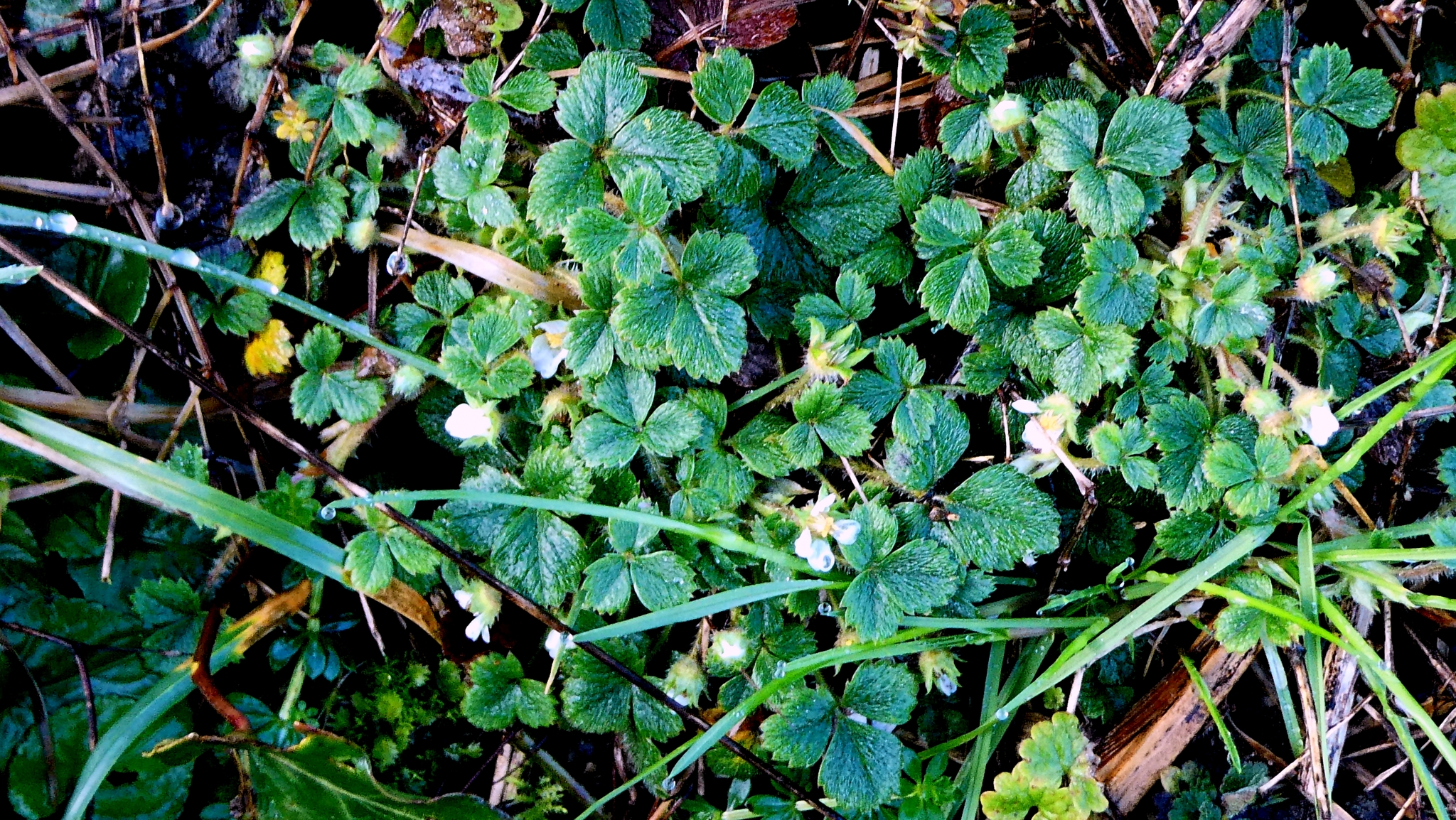 Imagem de Potentilla sterilis