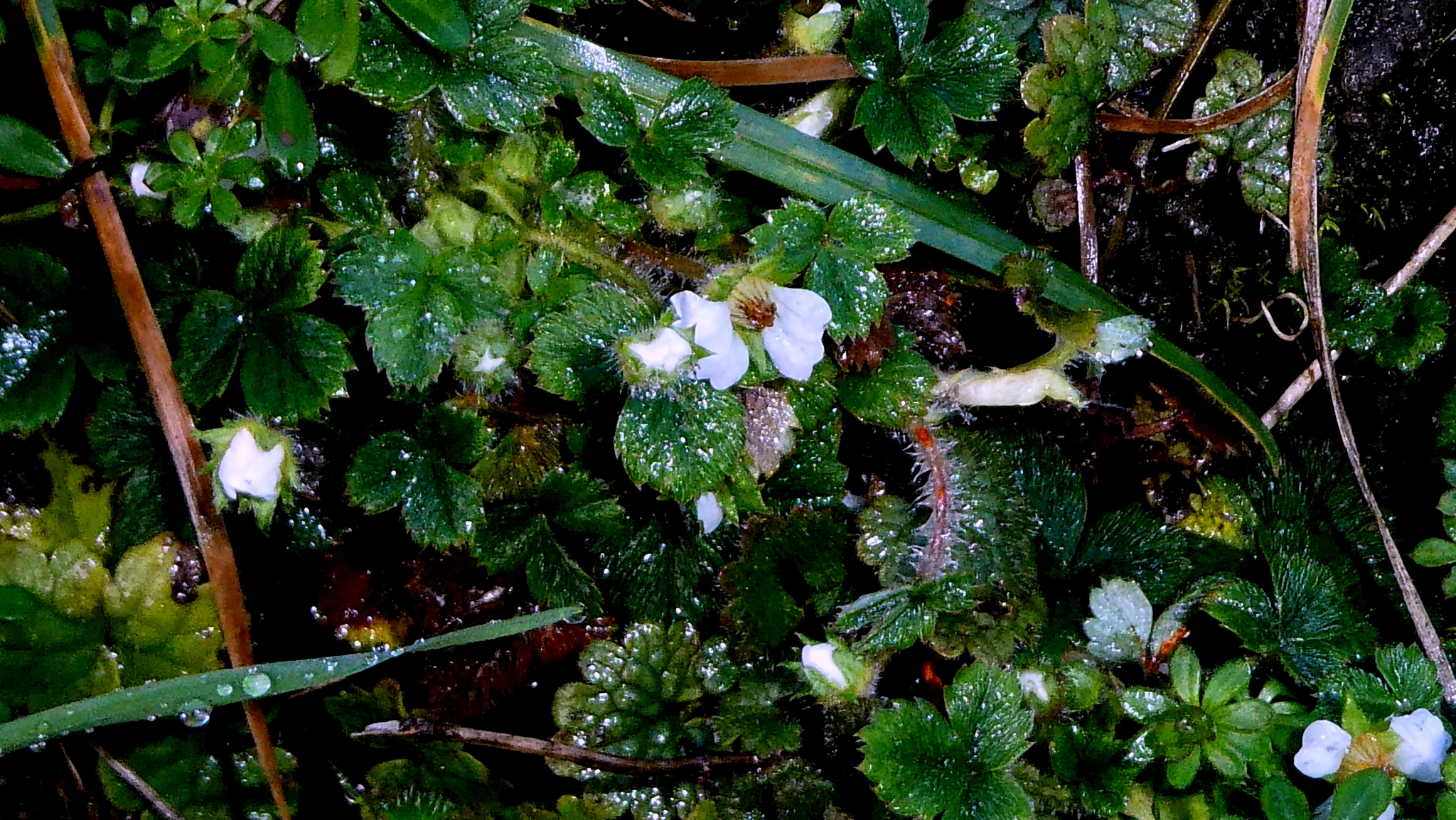 Imagem de Potentilla sterilis
