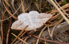 Petrophora subaequaria