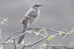 Mimus longicaudatus