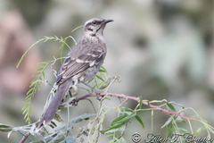 Mimus longicaudatus