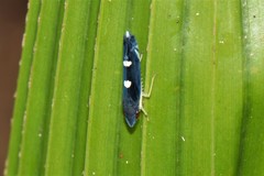 Pachitea subflava