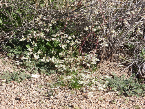 woolly tidestromia (Tidestromia lanuginosa)