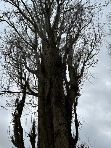 Lombardy Poplar