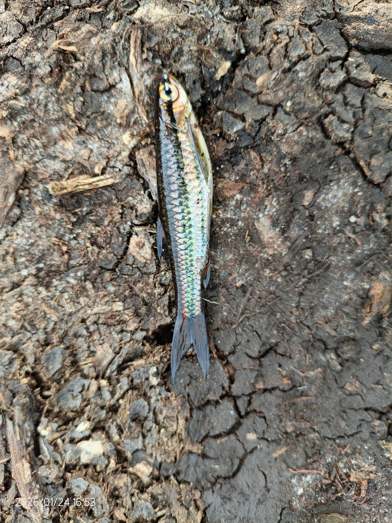 Rasbora cephalotaenia (Rasbora cephalotaenia)