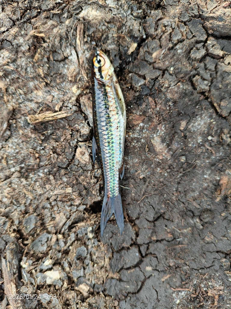 Rasbora cephalotaenia (Rasbora cephalotaenia)