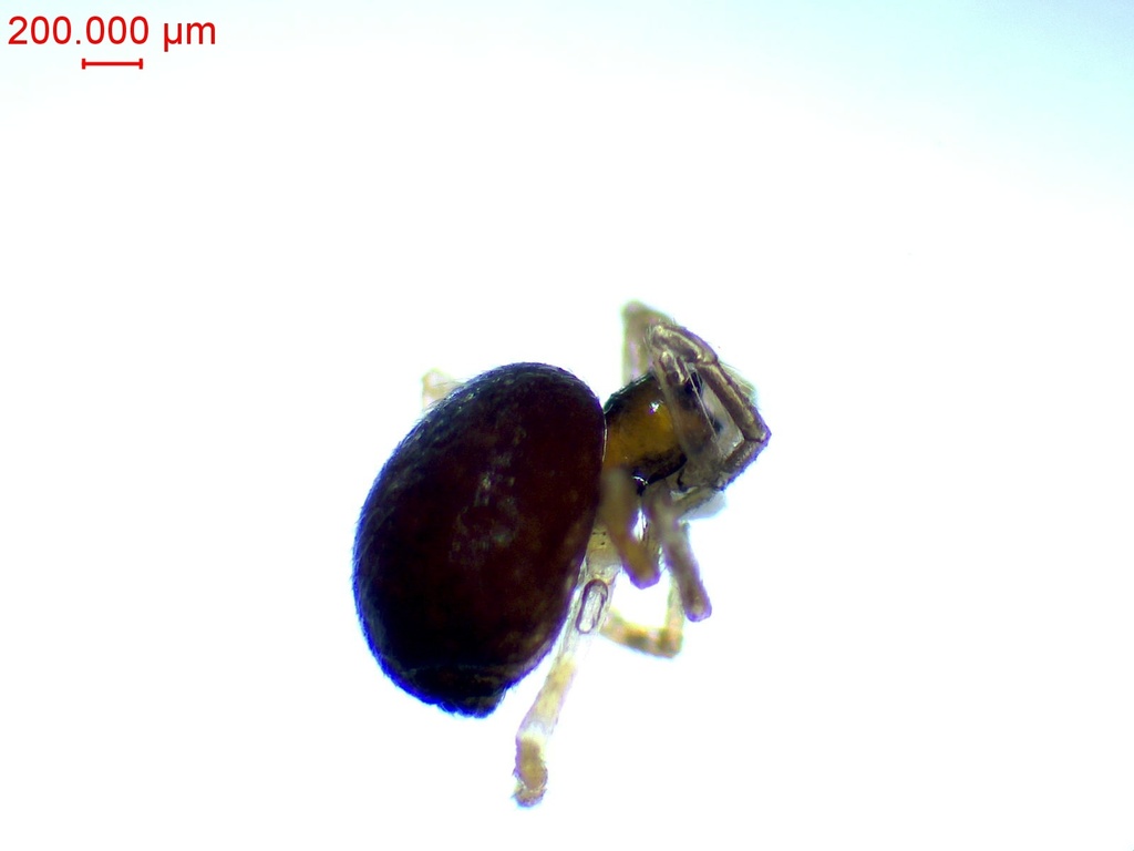 Lasaeola testaceomarginata