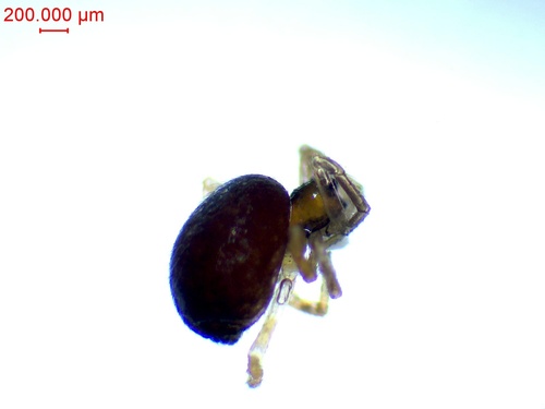 Lasaeola testaceomarginata