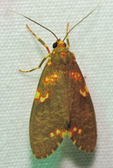 Image of Coiffaitarctia steniptera