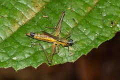 Eumastax