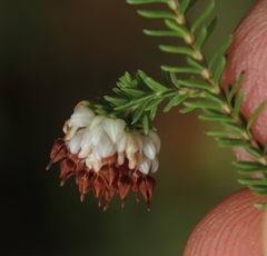 Erica cumuliflora