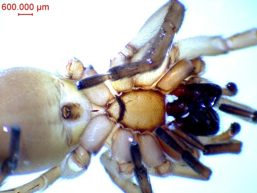 Drassodex hypocrita