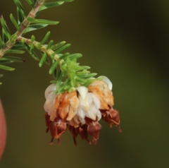Erica cumuliflora
