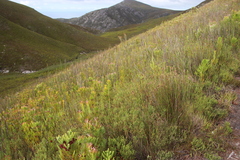 Erica cumuliflora