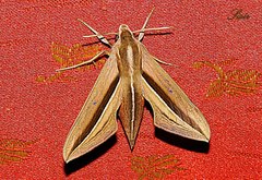 Theretra silhetensis