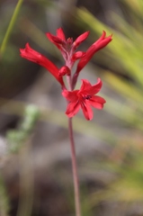 Tritoniopsis pulchra