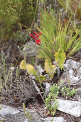 Tritoniopsis pulchra