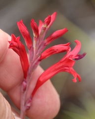 Tritoniopsis pulchra